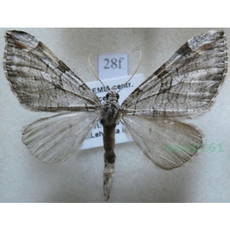 Aplocera plagiata (Linnaeus, 1758) Niekrocz dziurawczak Czech28f